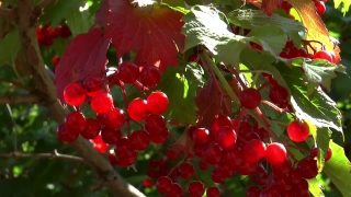 Currant, Fruit, Berry, Shrub, Woody Plant, Ripe