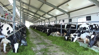 Dairy, Farm, Rural, Animal, Cow, Grass