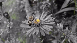 Daisy, Flower, Aster, Plant, Blossom, Angiosperm