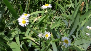 Daisy, Flower, Aster, Plant, Herb, Blossom