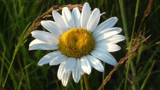 Daisy, Flower, Blossom, Plant, Garden, Floral
