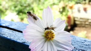 Daisy, Flower, Petal, Blossom, Plant, Garden