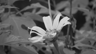 Daisy, Flower, Petal, Garden, Plant, Spring