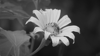 Daisy, Flower, Petal, Plant, Blossom, Garden