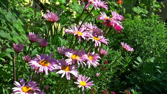 Daisy, Flower, Plant, Aster, Blossom, Garden