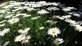 Daisy, Flower, Plant, Meadow, Blossom, Herb