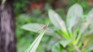 Damselfly, Insect, Arthropod, Dragonfly, Invertebrate, Bug