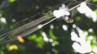 Damselfly, Insect, Arthropod, Dragonfly, Invertebrate, Close