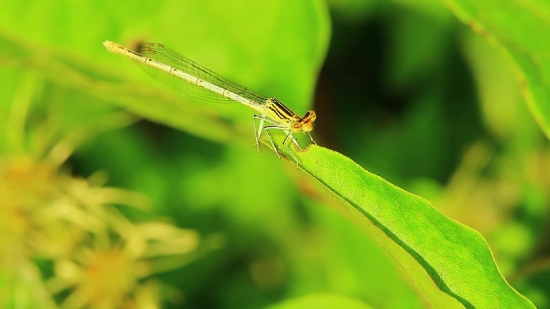 Damselfly, Insect, Arthropod, Invertebrate, Leaf, Close