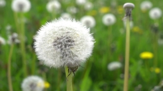 Dandelion, Herb, Plant, Flower, Spring, Flora
