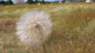 Dandelion, Herb, Plant, Flower, Summer, Close