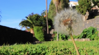 Dandelion, Herb, Plant, Flower, Summer, Sky