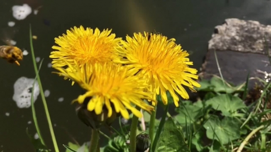 Dandelion, Herb, Plant, Flower, Yellow, Blossom