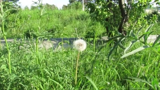 Dandelion, Herb, Plant, Grass, Golf, Ball