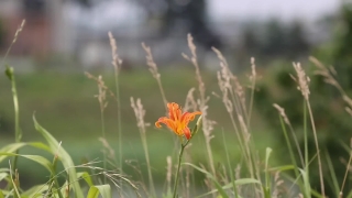 Day Lily, Bulbous Plant, Vascular Plant, Plant, Flower, Herb