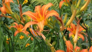 Day Lily, Plant, Carrot, Vegetable, Vascular Plant, Bulbous Plant