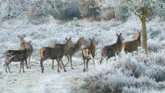 Deer, Wildlife, Wild Dog, Buck, Canine, Mammal