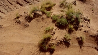 Desert, Cactus, Plant, Sand, Tract, Larva