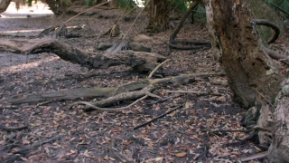 Diamondback, Rattlesnake, Tree, Snake, Pit Viper, Forest