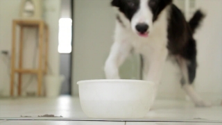 Dog, Canine, Cardigan, Corgi, Pet, Border Collie