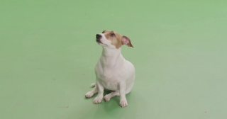 Dog, Canine, Chihuahua, Pet, Toy Dog, Puppy