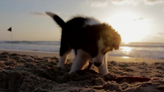 Dog, Canine, Pet, Puppy, Shepherd Dog, Cute