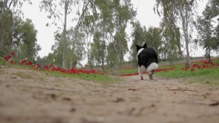 Dog, Grass, Farm, Tree, Border Collie, Rural