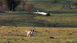 Dog, Grass, Hound, Farm, Canine, Pasture
