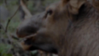 Dog, Hunting Dog, Canine, Terrier, Hound, Hyena