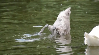 Dog, Hunting Dog, West Highland White Terrier, Terrier, Sporting Dog, Spaniel
