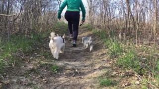 Dog, Malamute, Sled Dog, Canine, Domestic Animal, Terrier