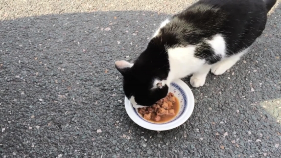 Dog, Pet, Kitten, Canine, Cat, Domestic