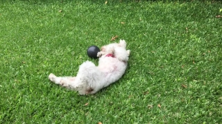 Dog, Poodle, Miniature Poodle, Canine, Grass, Domestic Animal