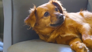 Dog, Puppy, Canine, Pet, Chihuahua, Retriever