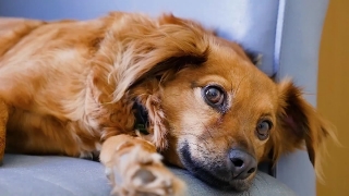 Dog, Puppy, Retriever, Pet, Canine, Golden Retriever