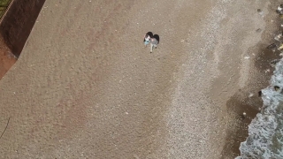 Dog, Sand, Beach, Hunting Dog, Texture, Canine