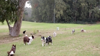 Dog, Shepherd Dog, Grass, Canine, Farm, Collie