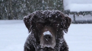Dog, Standard Poodle, Poodle, Curly-coated Retriever, Retriever, Sporting Dog