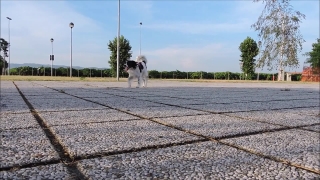 Dog, Summer, Road, Landscape, Grass, Canine