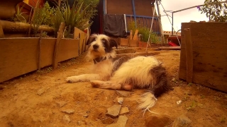 Dog, Terrier, Canine, Hunting Dog, Pet, Domestic Animal