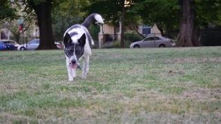 Dog, Terrier, Hunting Dog, Canine, Pet, Farm