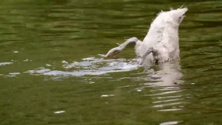Dog, Water, Watchdog, Bird, Lake, Wildlife