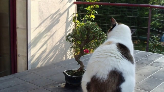 Dog, Windowsill, Sill, Terrier, Canine, Pet