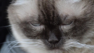 Domestic Cat, Cat, Domestic Animal, Feline, Fur, Pet