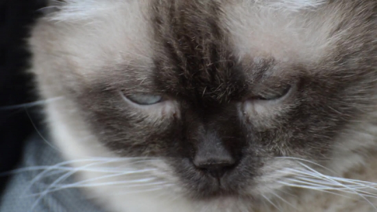 Domestic Cat, Cat, Domestic Animal, Feline, Fur, Pet