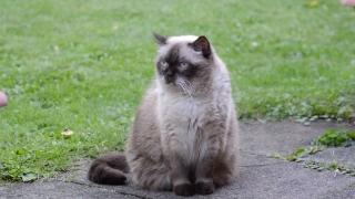Domestic Cat, Cat, Feline, Domestic Animal, Pet, Kitten