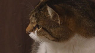 Domestic Cat, Cat, Feline, Domestic Animal, Tabby, Tiger Cat