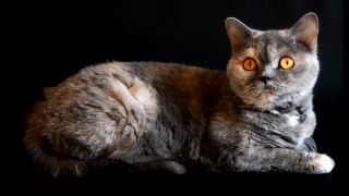 Domestic Cat, Domestic Animal, Cat, Feline, Kitten, Kitty