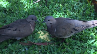 Dove, Bird, Animal, Feather, Wildlife, Beak