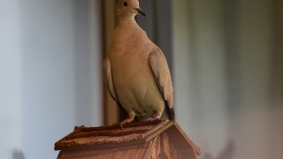 Dove, Bird, Animal, Feather, Wildlife, Beak